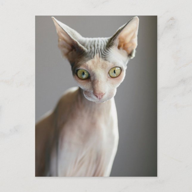 Carte Postale Animaux de bébés cutest | Chat Sphinx (Devant)