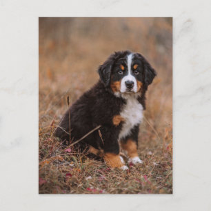 Carte Postale Animaux de bébés cutest   Chien de montagne bernoi