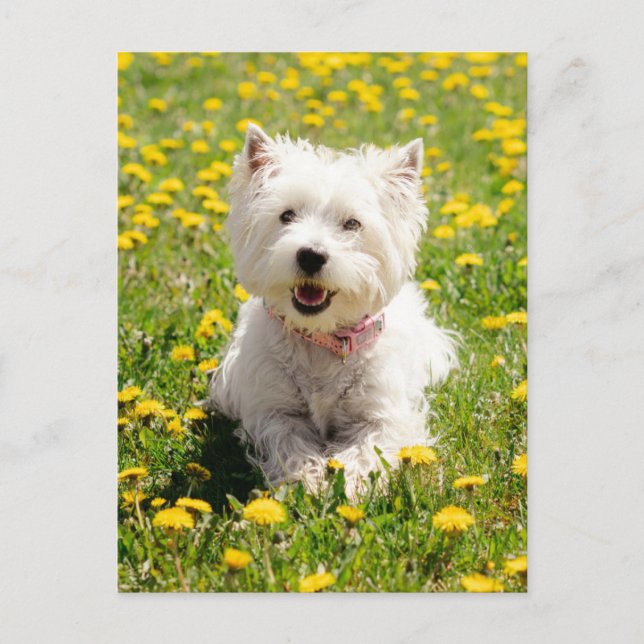 Carte Postale Animaux de bébés cutest | Chien Westin en Dandelio (Devant)