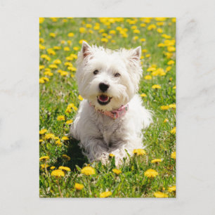 Carte Postale Animaux de bébés cutest   Chien Westin en Dandelio