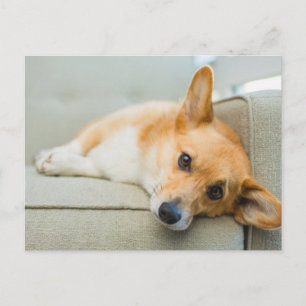 Carte Postale Animaux de bébés cutest   Chiot de Corgi sur canap