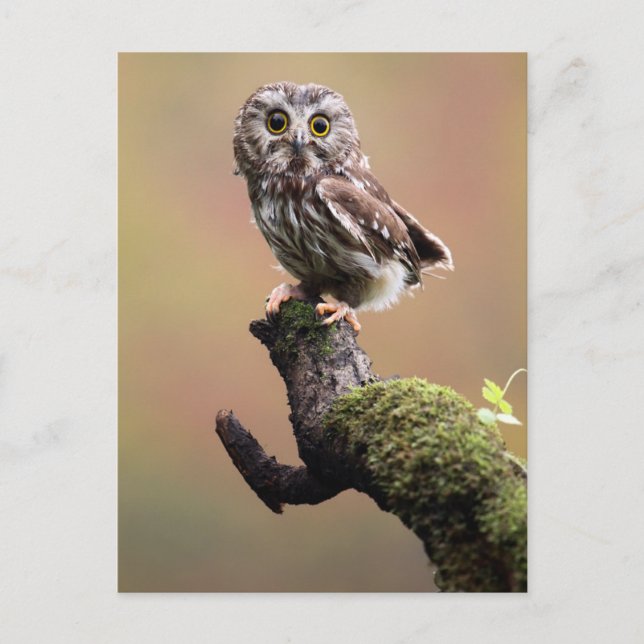 Carte Postale Animaux de bébés cutest | Chouette blanche de la s (Devant)
