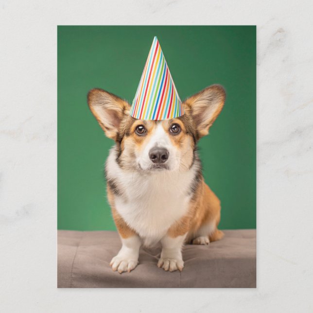 Carte Postale Animaux de bébés cutest | Corgi Anniversaire Chiot (Devant)