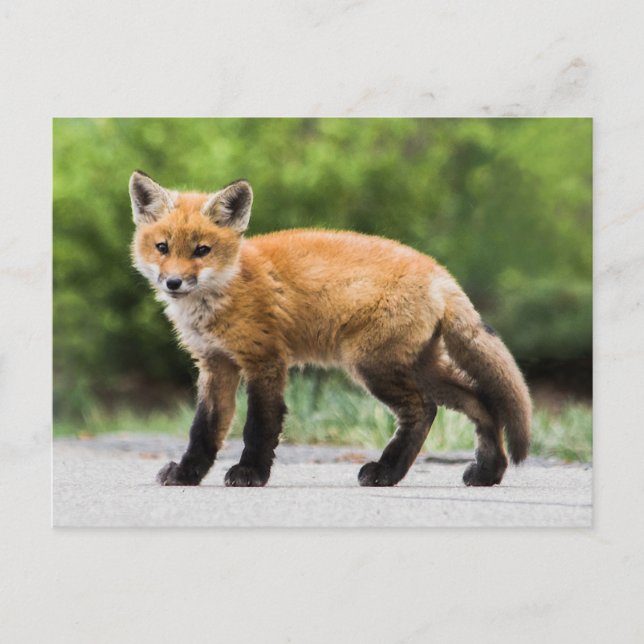Carte Postale Animaux de bébés cutest | Cutey Fox (Devant)