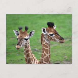 Carte Postale Animaux de bébés cutest   Deux Giraffes pour bébés