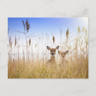 Carte Postale Animaux de bébés cutest   Deux jeunes cerfs à queu