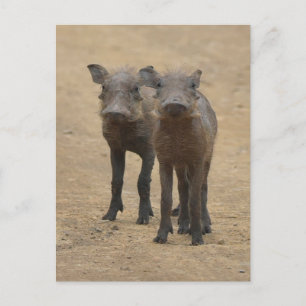 Carte Postale Animaux de bébés cutest   Deux jeunes phacochères