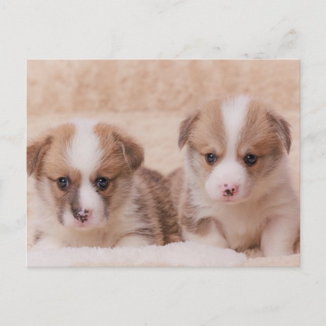 Carte Postale Animaux de bébés cutest | Deux Marionnettes Corgi (Devant)