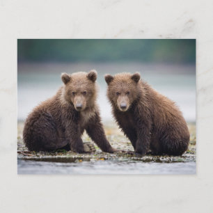 Carte Postale Animaux de bébés cutest   Deux petits ours d'ours