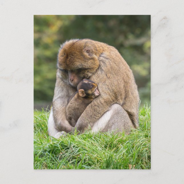 Carte Postale Animaux de bébés cutest | Famille Barbary Macaque (Devant)