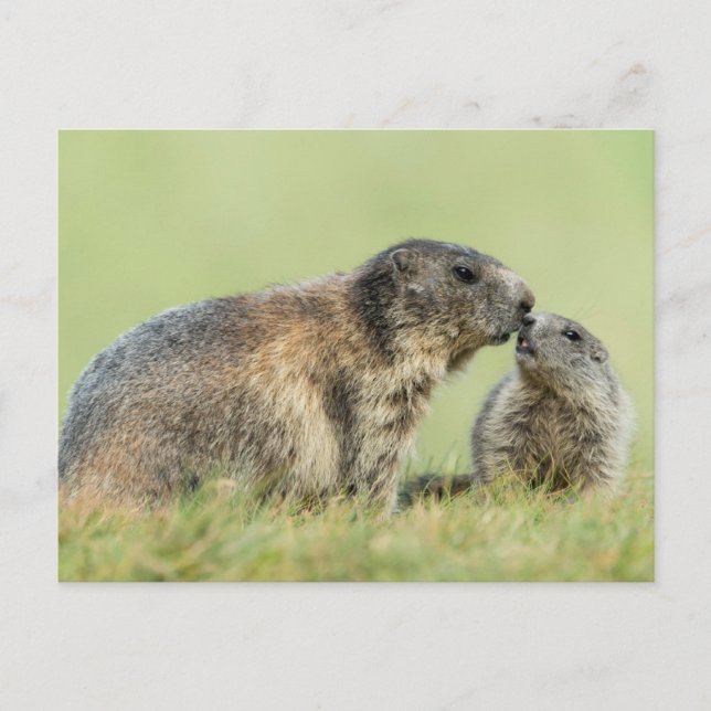 Carte Postale Animaux de bébés cutest | Famille des marmottes al (Devant)