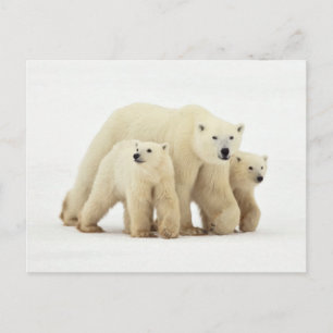 Carte Postale Animaux de bébés cutest   Famille d'ours polaires