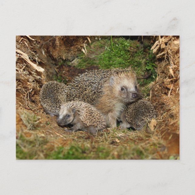 Carte Postale Animaux de bébés cutest | Famille Hérisson (Devant)