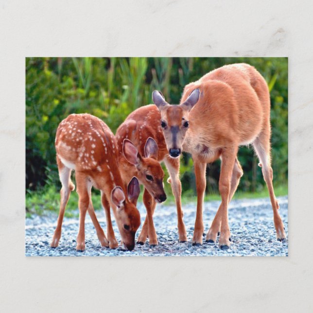 Carte Postale Animaux de bébés cutest | Fawn with Babies (Devant)