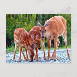 Carte Postale Animaux de bébés cutest   Fawn with Babies