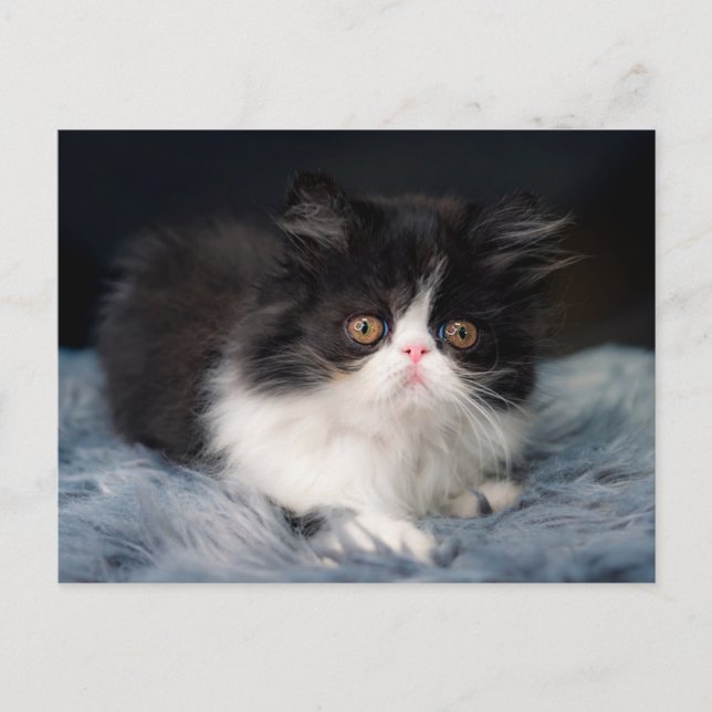 Carte Postale Animaux de bébés cutest | Fluffy B&W Kitten (Devant)