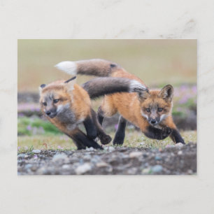 Carte Postale Animaux de bébés cutest   Fox Pups en jeu