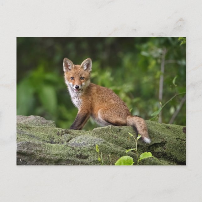 Carte Postale Animaux de bébés cutest | Foxy Smile (Devant)
