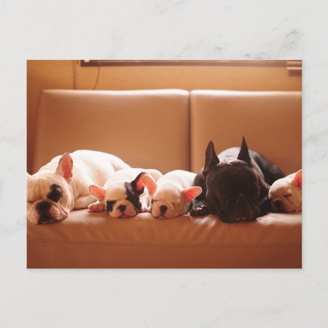 Carte Postale Animaux de bébés cutest | French Bulldog Family (Devant)