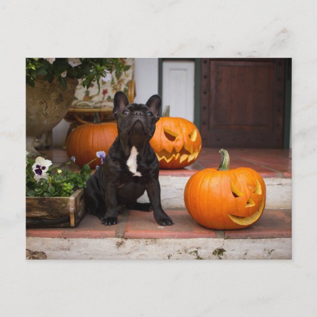 Carte Postale Animaux de bébés cutest | French Bulldog Halloween (Devant)