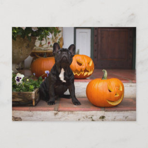Carte Postale Animaux de bébés cutest   French Bulldog Halloween