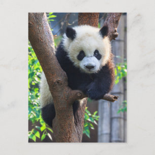 Carte Postale Animaux de bébés cutest   Géant Panda Cub