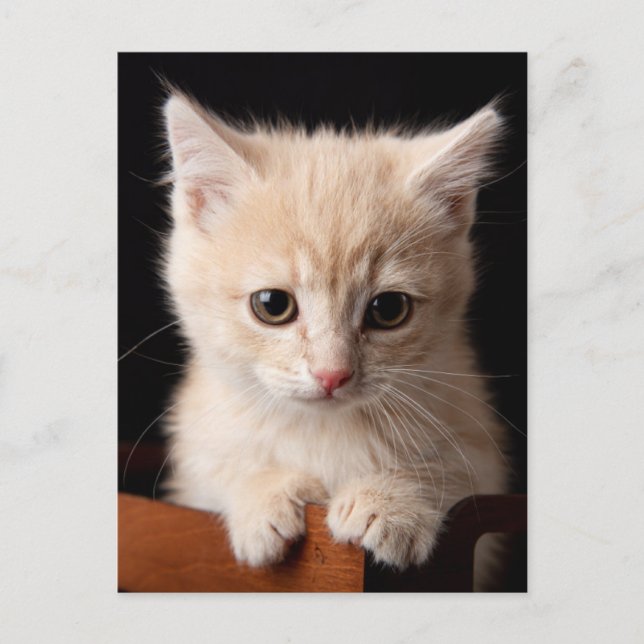 Carte Postale Animaux de bébés cutest | Ginger Kitten (Devant)