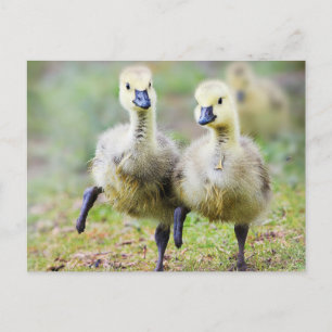 Carte Postale Animaux de bébés cutest Goélands d'oies canadien