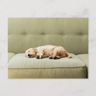 Carte Postale Animaux de bébés cutest   Golden Retriever Puppy 2