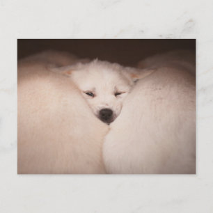 Carte Postale Animaux de bébés cutest   Golden Retriever Snuggle
