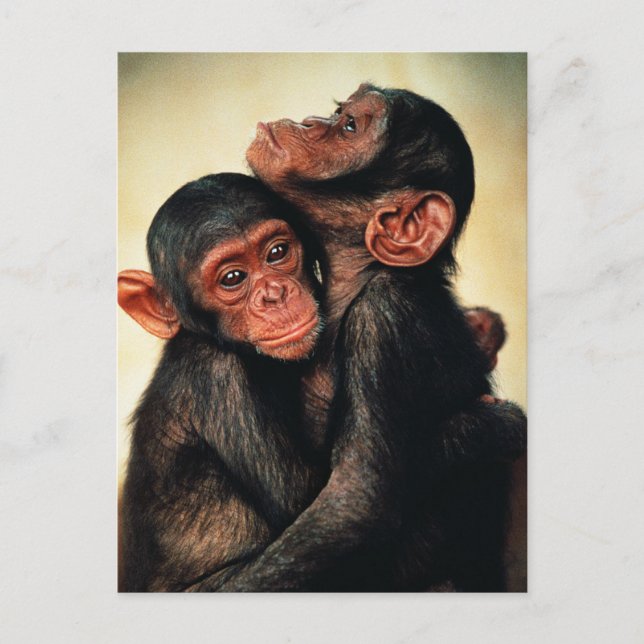 Carte Postale Animaux de bébés cutest | Hug de chimpanzé (Devant)