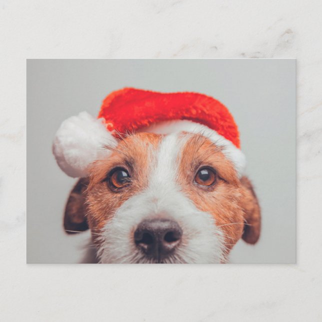 Carte Postale Animaux de bébés cutest | Jack Russell Chien Père  (Devant)