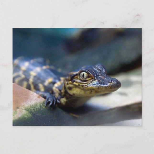 Carte Postale Animaux de bébés cutest | Jeune alligator (Devant)