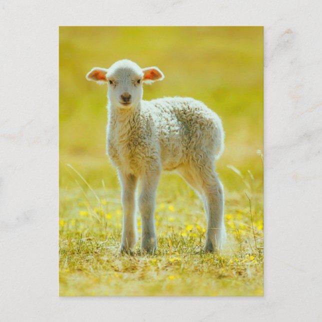 Carte Postale Animaux de bébés cutest | Jeune mouton (Devant)