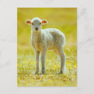 Carte Postale Animaux de bébés cutest   Jeune mouton