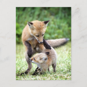 Carte Postale Animaux de bébés cutest Kit et maman Fox adorabl