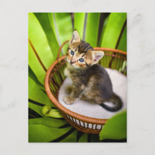 Carte Postale Animaux de bébés cutest Kitten dans le panier