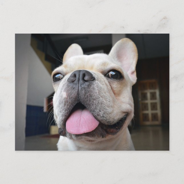 Carte Postale Animaux de bébés cutest | Le visage de Bulldog (Devant)