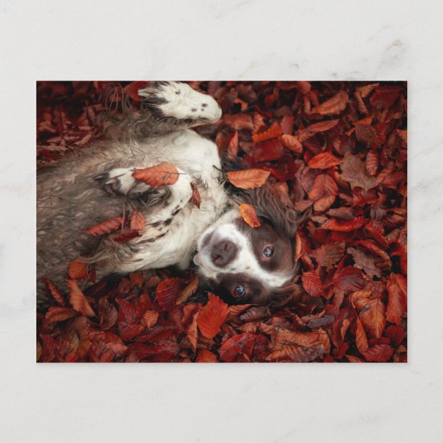 Carte Postale Animaux de bébés cutest | L'espagnol dans les feui (Devant)