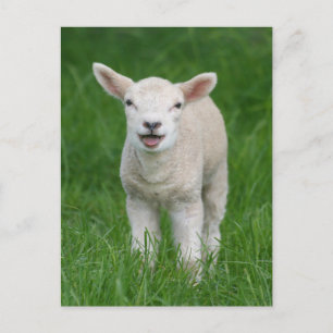 Carte Postale Animaux de bébés cutest   Lil Lamb