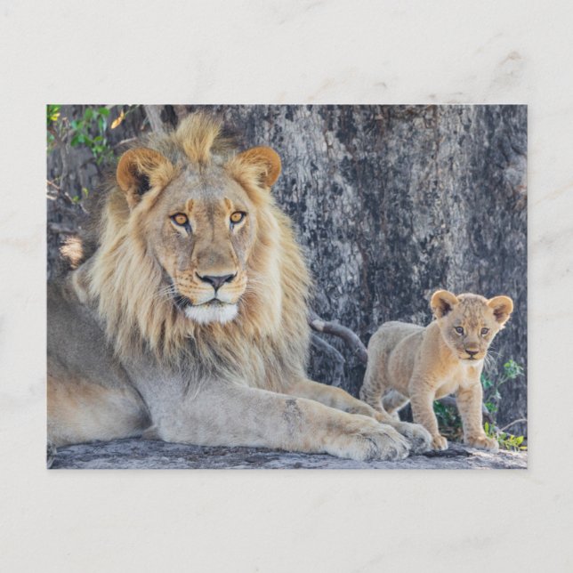 Carte Postale Animaux de bébés cutest | Lion Dad & Cub (Devant)