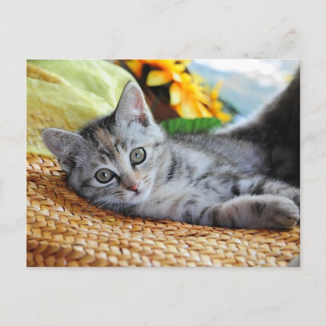 Carte Postale Animaux de bébés cutest | Lounge Kitten (Devant)