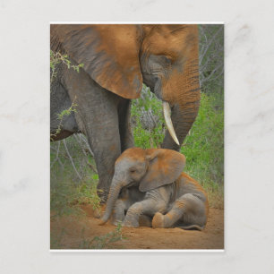 Carte Postale Animaux de bébés cutest   Mama Elephant & Baby
