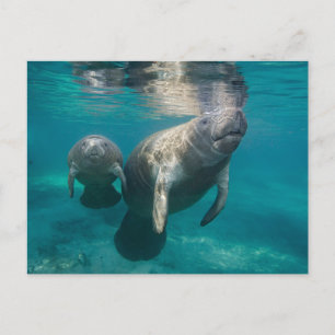 Carte Postale Animaux de bébés cutest   Manat & bébé