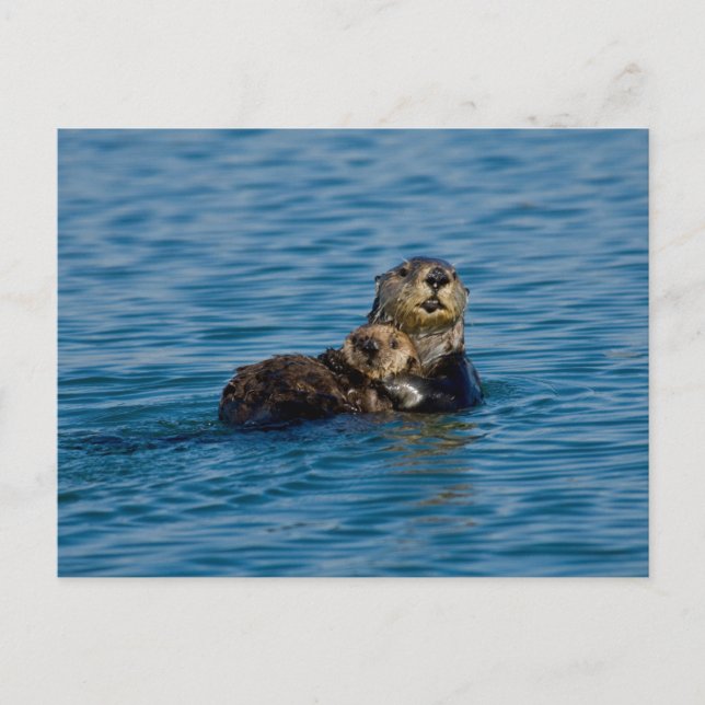 Carte Postale Animaux de bébés cutest | Mère & Bébé Sea Otter (Devant)