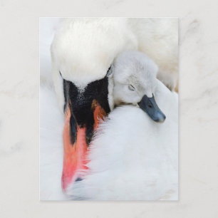 Carte Postale Animaux de bébés cutest   Mère et bébé Mute Swan