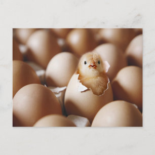 Carte Postale Animaux de bébés cutest Nouveau bébé poussin
