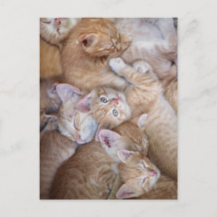 Carte Postale Animaux de bébés cutest   Orange Kitten Pile