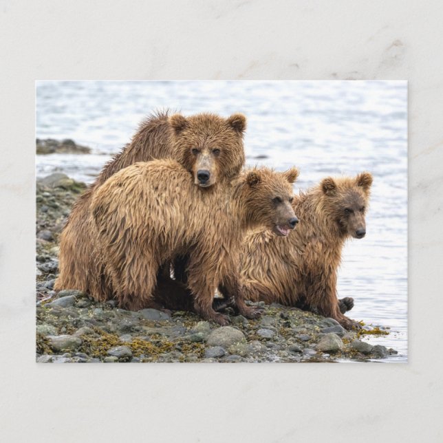 Carte Postale Animaux de bébés cutest | Ours et oursons (Devant)