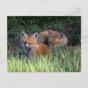 Carte Postale Animaux de bébés cutest   Paire de frères et soeur